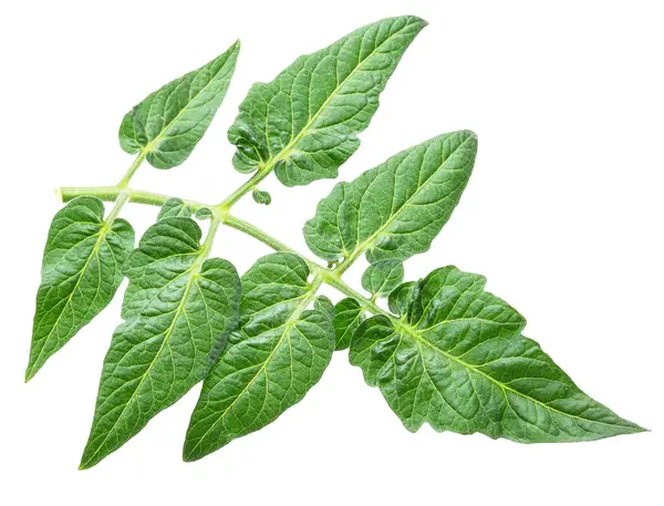 Beyaz arka planda izole edilmiş taze domates yaprakları. Dosya kırpma yolu içeriyor.