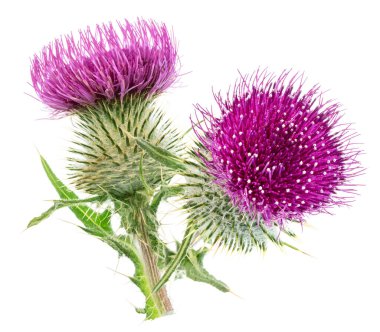 Süt devedikeni ya da Aziz Mary devedikeni çiçekleri beyaz arka planda izole edilmiş. 