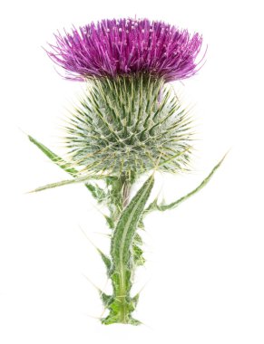 Süt devedikeni ya da St. Mary devedikeni çiçeği beyaz arka planda izole edilmiş.. 