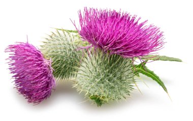 Süt devedikeni ya da Aziz Mary devedikeni çiçekleri beyaz arka planda izole edilmiş. 