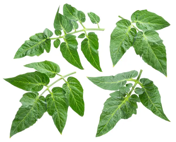 Beyaz arka planda izole edilmiş taze domates yaprakları. Dosya kırpma yolu içeriyor.