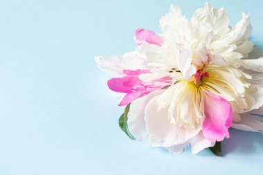 Mavi arka planda beyaz şakayık çiçekleri. Çiçek açma kavramı. Tebrik kartı.