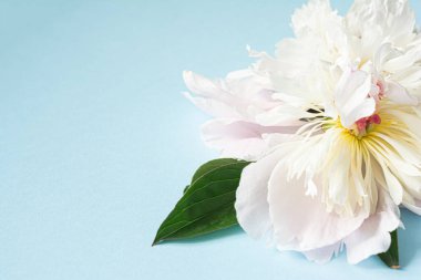 Mavi arka planda beyaz şakayık çiçekleri. Çiçek açma kavramı. Tebrik kartı.