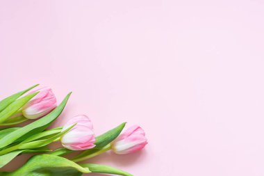 Pembe arka planda bir buket pembe lale. Anneler günü için tebrik kartı, 8 Mart, Sevgililer Günü. Bahar tatilini kutluyoruz. Çiçeklerden düz yatıyordu, üst görünüm, boşluğu kopyala.