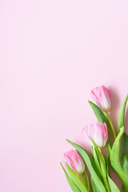 Pembe arka planda bir buket pembe lale. Anneler günü için tebrik kartı, 8 Mart, Sevgililer Günü. Bahar tatilini kutluyoruz. Çiçeklerden düz yatıyordu, üst görünüm, boşluğu kopyala.