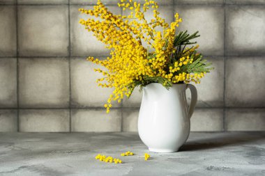 Beyaz seramik vazoda gri arka planda sarı mimoza. Bahar doğası geçmişi, çiçeklerin durgun yaşamı.