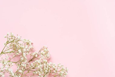 Köşedeki pembe arka planda küçük bir buket beyaz çigila.