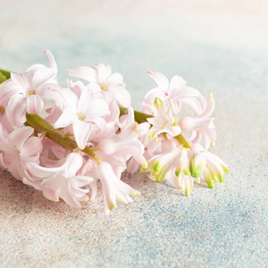 Hassas renkli bir arka planda pembe sümbül. Tebrik kartı, bahar konsepti..