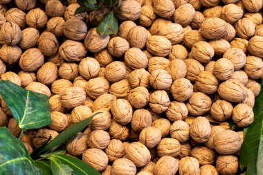 Kabuklu ceviz. Gündüz vakti kabuksuz ceviz yığını. Ceviz arkaplan. Düz yatıyordu. Pankart