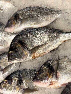 Çipura. Buzlu taze Gilthead deniz çamı (Sparus aurata). Kapat.