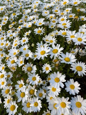 Ben Daisy. Doğada güneşli bir günde papatya tarlası. Papatya çiçeği tarlası güneş ışığında geniş bir arkaplan