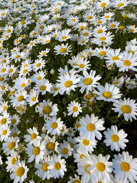 Gänseblümchen Kamillenfelder Sonnigen Tagen Der Natur Kamille Blüht Feld Breiten — Stockfoto