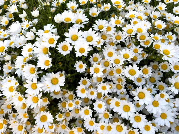 Ben Daisy Doğada Güneşli Bir Günde Papatya Tarlası Papatya Çiçeği — Stok fotoğraf