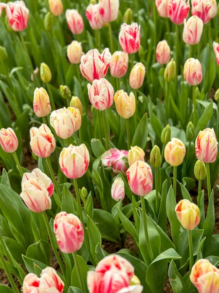 Тюльпан Гарден Цветущие Саду Разноцветные Тюльпаны — стоковое фото