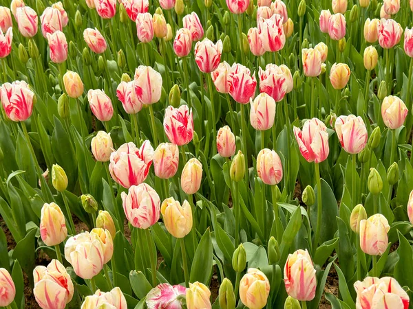 Jardim Tulipa Flores Coloridas Tulipas Florescendo Jardim — Fotografia de Stock