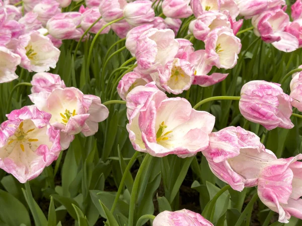 Ogród Tulipanów Kolorowe Tulipany Kwitnące Ogrodzie — Zdjęcie stockowe