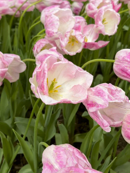 Ogród Tulipanów Kolorowe Tulipany Kwitnące Ogrodzie — Zdjęcie stockowe
