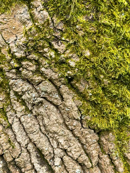 Mos Achtergrond Die Stam Van Boom Bedekt Foliage Natuur Donkergroene — Stockfoto