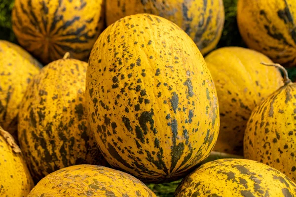 Mogna Meloner Bakgrund För Försäljning Frukt Gul Melonskörd — Stockfoto