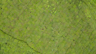 Çay tarlası. Tepelere ekilmiş çay tarlaları hasat için hazır. Hava görünümü