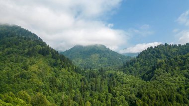 Ormanlarla kaplı bir dağ. Hava manzaralı orman