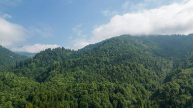 Ormanlarla kaplı bir dağ. Hava manzaralı orman