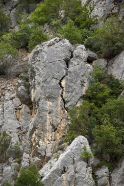 Kayalık bölge. Taşların arasında büyüyen ağaçlar