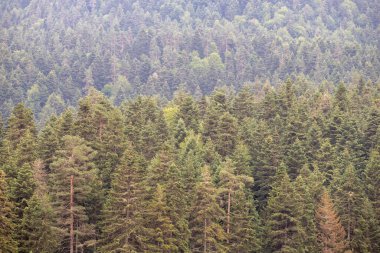 Ulusal bir parkın vahşi doğasında çam ağaçları. Sağlıklı yeşil ağaçlar. Sürdürülebilir endüstri, ekosistem ve sağlıklı çevre kavramları ve geçmişi