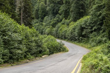 Asfalt yolu ormandan geçiyor. ulaşım kavramı
