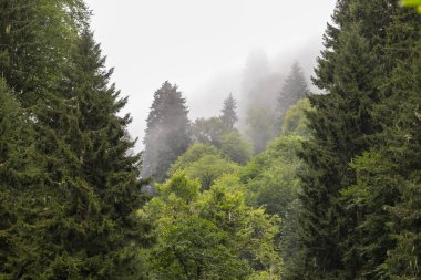Puslu yeşil orman. Giresun kumbet yaylası. Sisli hava. Hindi Girsun 'da vuruldu.
