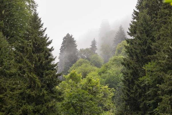 stock image Misty green forest. Giresun kumbet plateau. Misty weather. Shot in turkey giresun