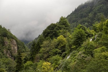 Sisli orman. Sis ormanın üzerine çöker.