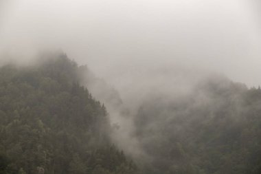 Sisli orman. Ormanla kaplı dağın üzerine sis düşüyor.