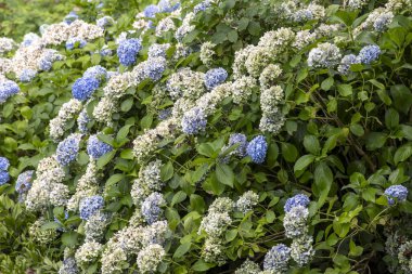 Renkli ortanca pankartı, yakın plan. Mor mavi pembe hortensiya çiçekleri doğada