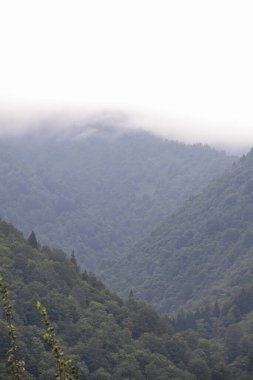 Dağların arasında. Ormanla kaplı dağların manzarası