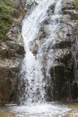 Manle şelalesi. Yeşil ormanda akan şelale. Rize ikizdere 'deki Manle Şelalesi
