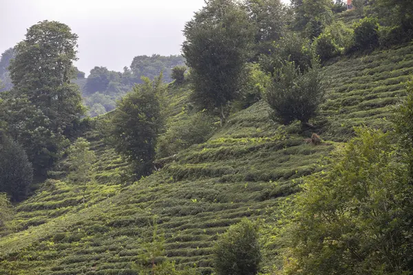 Tea field on the hillside. Rize\'s tea fields