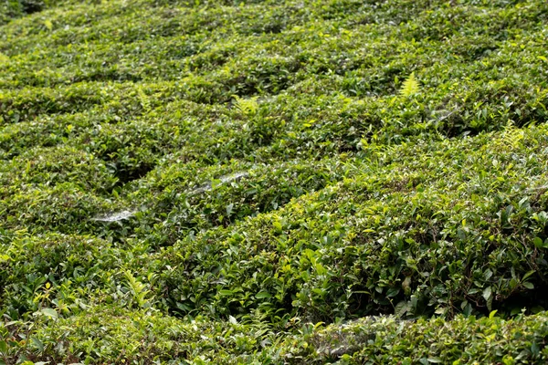 Tea field. Organic tea field ready for harvest