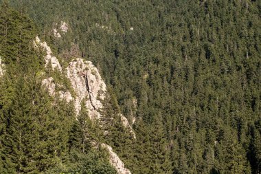 Ormanla kaplı dağlık bir bölge. Karadeniz ormanları. Rize Turkey 'de vuruldu