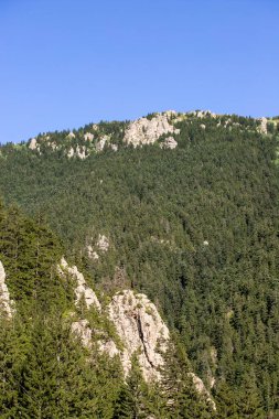 Ormanla kaplı dağlık bir bölge. Karadeniz ormanları. Rize Turkey 'de vuruldu