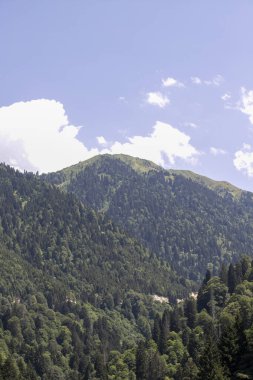 Ormanla kaplı dağlık bir bölge. Karadeniz ormanları. Rize Turkey 'de vuruldu