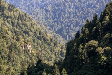 Ormanla kaplı dağlık bir bölge. Karadeniz ormanları. Rize Turkey 'de vuruldu