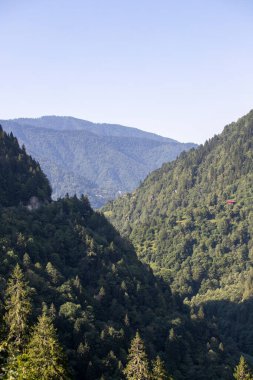 Ormanla kaplı dağlık bir bölge. Karadeniz ormanları. Rize Turkey 'de vuruldu