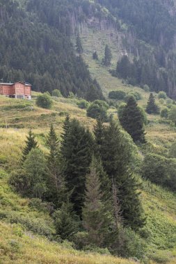 Ormanda bulunan ahşap villa. Doğaya dönüş kavramı