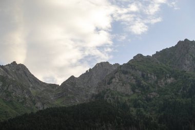 Ulusal bir parkın vahşi doğasında sağlıklı yeşil ağaçlar, çam ağaçları ve çam ağaçları. Dağ yamacındaki orman. Sürdürülebilir endüstri, ekosistem ve sağlıklı çevre kavramları ve geçmişi