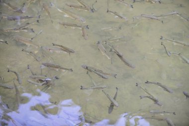 Dağ gölünde alabalık. Şeffaf bir dağ gölünde güzel bir alabalık.