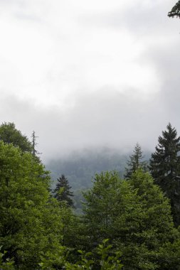 Sisli orman. Sağlıklı yeşil ağaçlar, ulusal parkın vahşi doğasında çam ve çam ağaçları. Sürdürülebilir endüstri, ekosistem ve sağlıklı çevre kavramları ve geçmişi