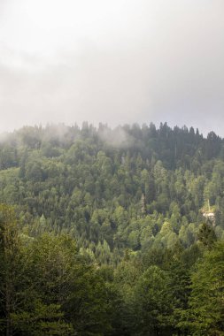 Sisli orman. Sağlıklı yeşil ağaçlar, ulusal parkın vahşi doğasında çam ve çam ağaçları. Sürdürülebilir endüstri, ekosistem ve sağlıklı çevre kavramları ve geçmişi