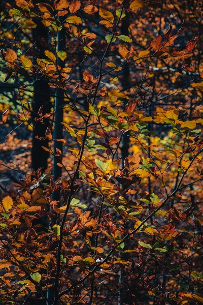 Многоцветные Осенние Листья Бука Против Размытых Стволов Листвы Мбаппе Сделал — стоковое фото