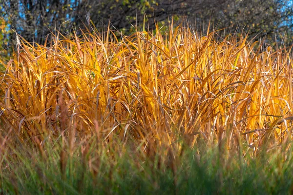 Kompozycja Trawy Ozdobnej Okresie Jesiennym Niektóre Kolorowe Kilka Drzew Liściastych — Zdjęcie stockowe